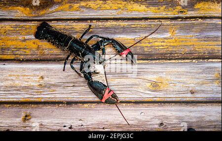 fresh  caught  Lobsters  on a weathed  board Stock Photo