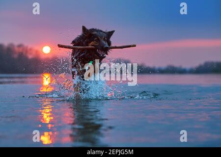 Swimming dog against setting sun. Direct view on Bohemian shepherd, purebred. Dog in the water, retrieving a stick. Low angle photo. Stock Photo