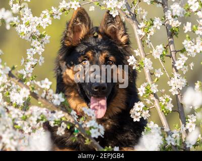 Portrait of happy, hairy dog staring directly at camera through a lot of  white, tiny flowers. Spring scene. Active dog with tongue out in nature. Por Stock Photo