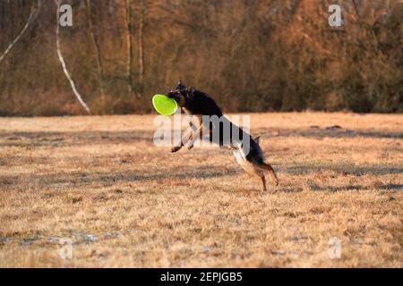 Bohemian shepherd, purebred dog. Black and brown, hairy shepherd dog in action, jumping to catch a green active disk. Active family dog in training ga Stock Photo