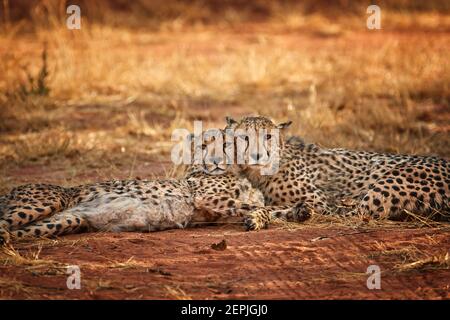 Two cheetahs, Acinonyx jubatus, couple lying on the ground with heads  touching together and staring at the photographer. Ground level photography. Ty Stock Photo