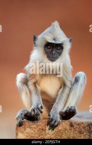 Vertical photo of Gray langur, Semnopithecus entellus, close up monkey baby sitting on the brick wall against red Jetavanaramaya temple. Typical scene Stock Photo