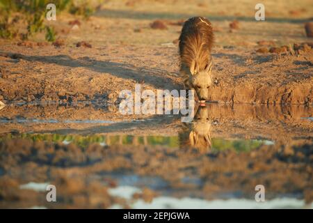 Wild Brown hyena, Parahyaena brunnea, also strandwolf. Low angle photo of rarest species of hyena in early morning, drinking from waterhole. Very shy, Stock Photo