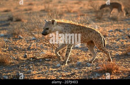 Close up, panoramic photo of Spotted hyena, Crocuta crocuta with upright, backlighted mane, two hyenas running on early morning dry savanna. Wildlife Stock Photo