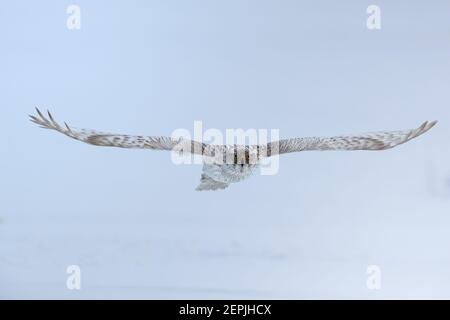 solated White Siberian goshawk,  Accipiter gentilis albidus, front view on rare, almost white hawk, bird of prey wirh outstretched wings,  flying in w Stock Photo