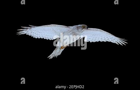 Isolated on black, White Siberian goshawk,  Accipiter gentilis albidus, front view on rare, almost white hawk, bird of prey wirh outstretched wings, Stock Photo
