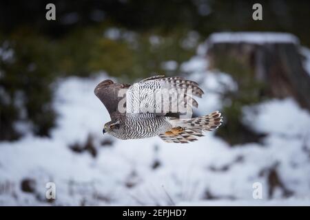 Isolated against abstract winter forest, typicaly flying  Northern goshawk, Accipiter gentilis. Female, very quickly flying  bird of prey in its nativ Stock Photo