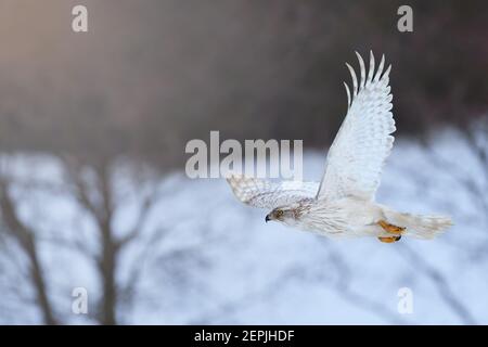 White Siberian goshawk,  Accipiter gentilis albidus, side view on rare, almost white hawk, bird of prey flying in winter landscape. Siberia landscape, Stock Photo