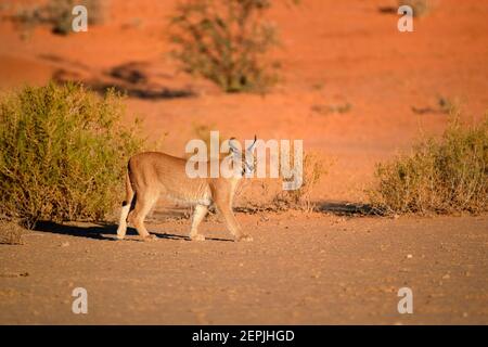 Close up wild Caracal, shy desert lynx in typical arid environment against reddish dunes of Kgalagadi transfrontier park. Stock Photo