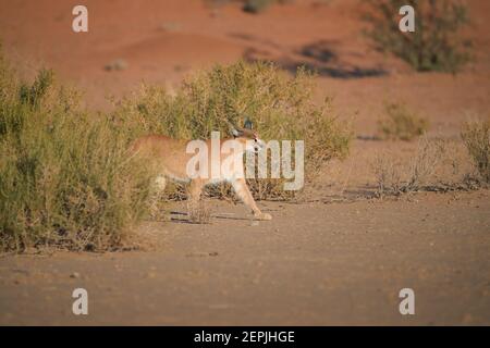 Close up wild Caracal, shy desert lynx in typical arid environment against reddish dunes of Kgalagadi transfrontier park. Stock Photo