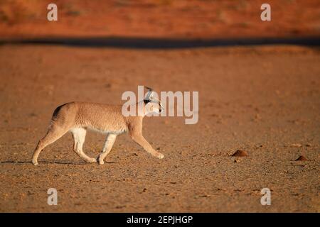 Close up wild Caracal, shy desert lynx in typical arid environment against reddish dunes of Kgalagadi transfrontier park. Stock Photo