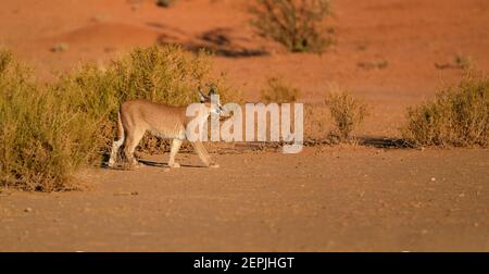 Close up wild Caracal, shy desert lynx in typical arid environment against reddish dunes of Kgalagadi transfrontier park. Stock Photo