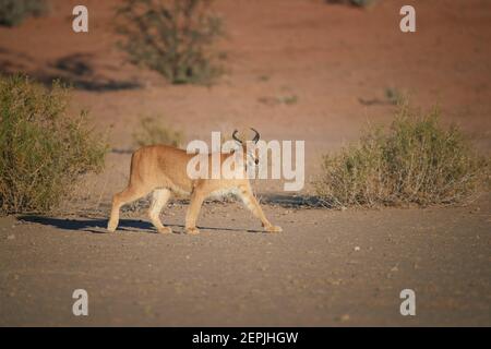 Close up wild Caracal, shy desert lynx in typical arid environment against reddish dunes of Kgalagadi transfrontier park. Stock Photo