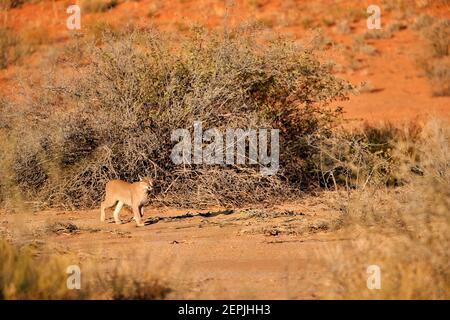 Close up wild Caracal, shy desert lynx in typical arid environment against reddish dunes of Kgalagadi transfrontier park. Stock Photo