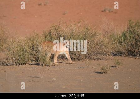 Close up wild Caracal, shy desert lynx in typical arid environment against reddish dunes of Kgalagadi transfrontier park. Stock Photo