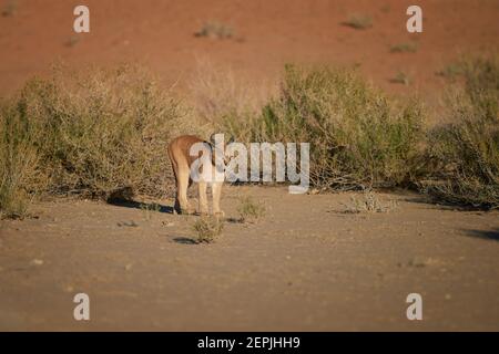 Close up wild Caracal, shy desert lynx in typical arid environment against reddish dunes of Kgalagadi transfrontier park. Stock Photo