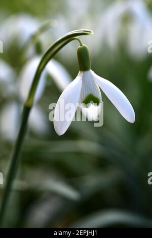 Closeup of a backlit,single snowdrop. Stock Photo