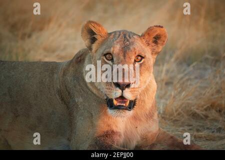 Close up portrait of wild Panthera leo, lioness  in last sunrays, staring directly at camera in typical environment of Etosha pan desert, Namibia. Stock Photo