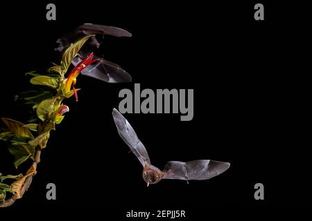 Isolated on black, Lonchophylla robusta, Orange nectar bat, nocturnal flying animal, feeding on nectar from tropical flower. Front view. Night flash p Stock Photo