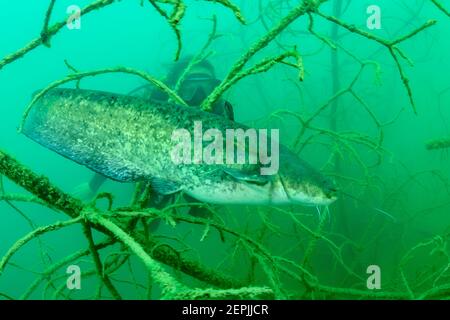 Silurus glanis, Wels catfish and scuba diver, St. Kanzian am Klopeiner See, Lake Klopein, Austria Stock Photo