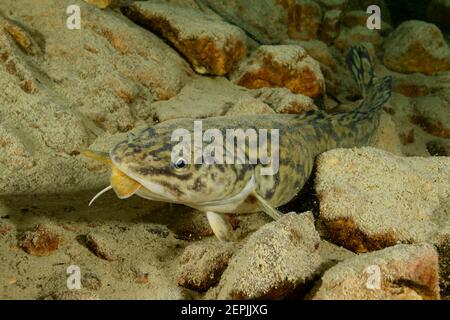 Lota lota, Burbot feeding  Arctic char or Arctic char, Lake Wolfgang, Wolfgangsee, Austria Stock Photo