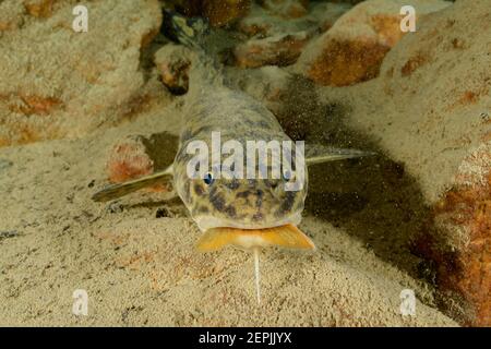 Lota lota, Burbot feeding  Arctic char or Arctic char, Lake Wolfgang, Wolfgangsee, Austria Stock Photo