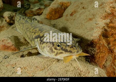 Lota lota, Burbot feeding  Arctic char or Arctic char, Lake Wolfgang, Wolfgangsee, Austria Stock Photo