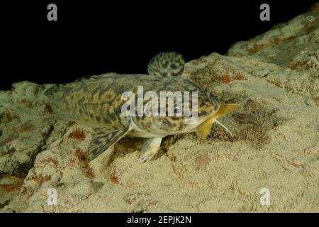 Lota lota, Burbot feeding  Arctic char or Arctic char, Lake Wolfgang, Wolfgangsee, Austria Stock Photo