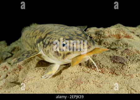 Lota lota, Burbot feeding  Arctic char or Arctic char, Lake Wolfgang, Wolfgangsee, Austria Stock Photo