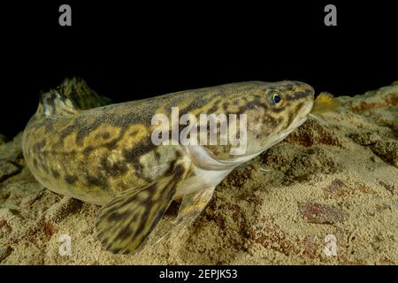 Lota lota, Burbot feeding  Arctic char or Arctic char, Lake Wolfgang, Wolfgangsee, Austria Stock Photo