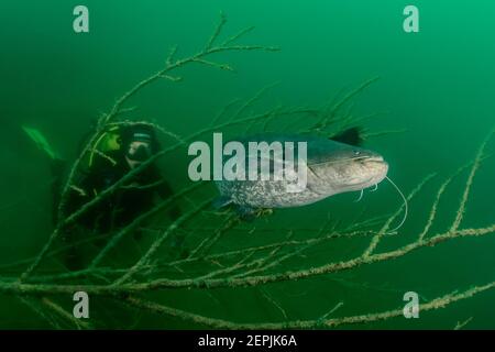 Silurus glanis, Wels catfish and scuba diver, St. Kanzian am Klopeiner See, Lake Klopein, Austria Stock Photo