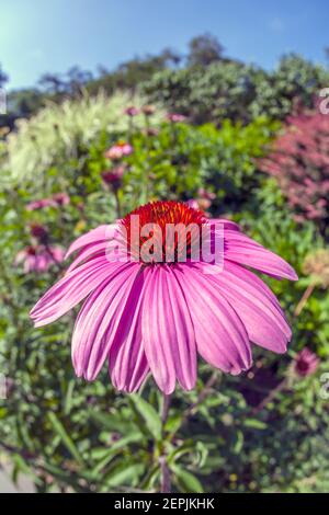 Echinacea,herbaceous flowering plants in the daisy family.commonly called coneflowers Stock Photo