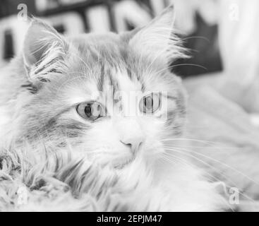 Real portrait of adult amazing brooding cat in black and white Stock Photo