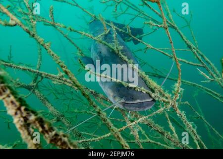 Silurus glanis, Wels catfish, St. Kanzian am Klopeiner See, Lake Klopein, Austria Stock Photo