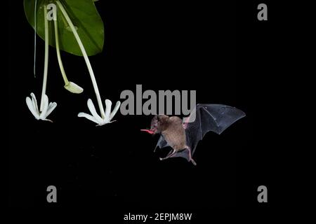 Isolated on black, Pallas's Long-Tongued Bat, Glossophaga soricina, nocturnal animal, feeding by long tongue on nectar from white flower. Bat with met Stock Photo