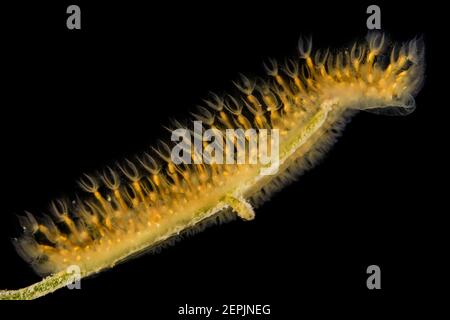 Cristatella mucedo, Colony of moss animals, Attersee, Austria Stock Photo