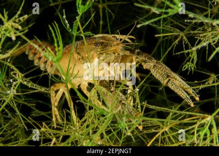 Faxonius limosus, Orconectes limosus, spinycheek crayfish, a invasive species from North America,  Lake Fuschl, Fuschl, Austria Stock Photo