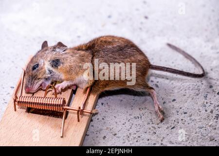 Mouse trapped in Mouse trap in the shed. Stock Photo