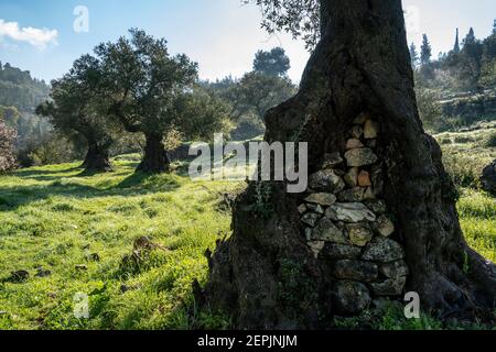 Stones fill a hollow in an ancient olive tree trunk in the Judea mountains, near Jerusalem, Israel Stock Photo