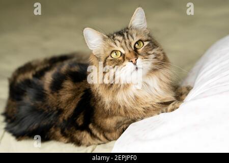 Green Eyed Siberian Forest Cat on Pale Green Bed Looks Up Stock Photo