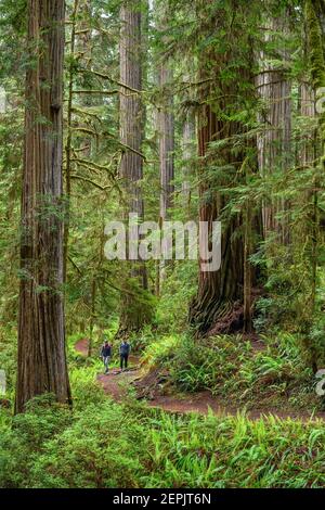 Hikers on Boy Scout Tree Trail, Jedediah Smith Redwoods State Park, California. Stock Photo