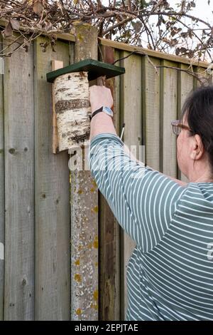 Woman fixing natural style bird nest box, made from a hollowed silver birch branch, to a garden fence. Stock Photo