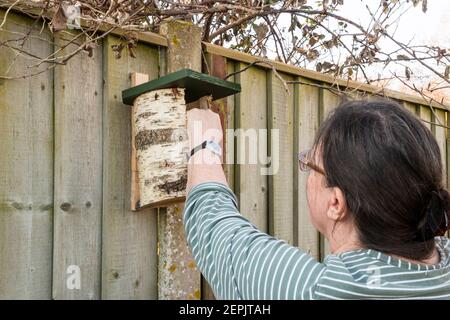Woman fixing natural style bird nest box, made from a hollowed silver birch branch, to a garden fence. Stock Photo