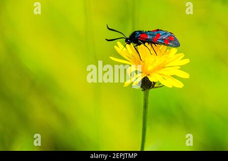 Black and red butterfly on a yellow flower against the green background in the spring Stock Photo