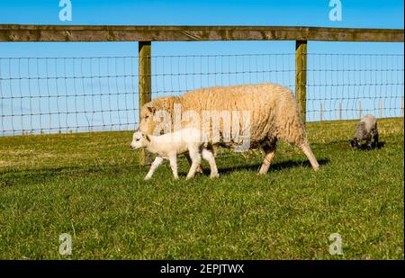 Newborn Shetland sheep lamb first time in field on sunny Spring day with mother ewe, East Lothian, Scotland, UK Stock Photo