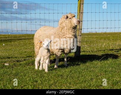 Newborn Shetland sheep lamb first time in field on Spring day with mother ewe, East Lothian, Scotland, UK Stock Photo