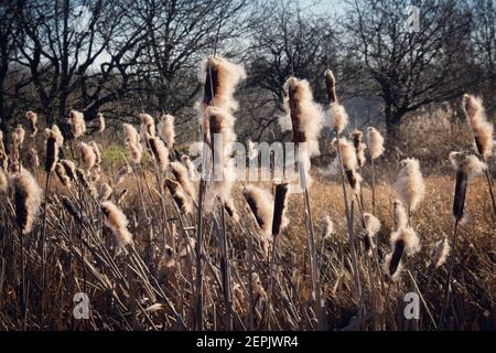 Bulrush Fluff Wetland Bulrush Typha with spikes of cotton fluff seed pods Stock Photo ...