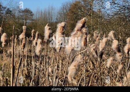 Wetland Bulrush Typha with spikes of cotton fluff seed pods Stock Photo