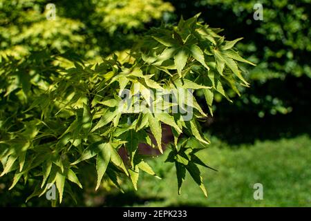 Acer palmatum or Palm-shaped maple in the summer. Leaves of tree on sunlight. Arboretum Volcji potok Stock Photo