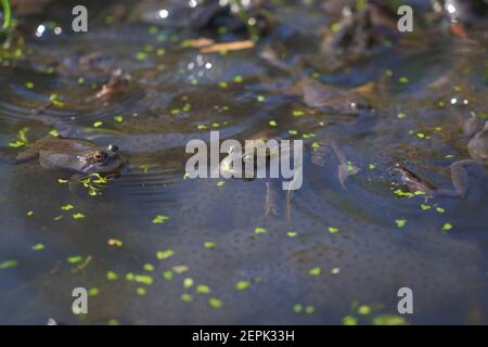 Common frogs, Rana temporaria, in a  pond surrounded by frog spawn in spring Stock Photo